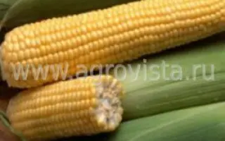 Royalty F1 / Роялті F1