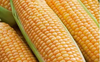 Rustler F1 / Растлер F1