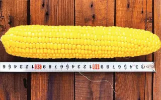 SENTINEL / Сентінель