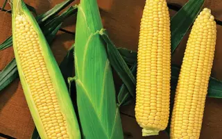 SENTINEL / Сентінель