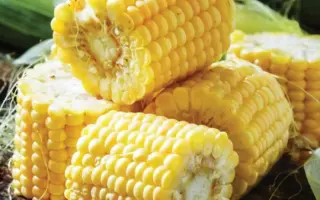 SINDON / СІНДОН