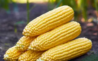 STRONGSTAR / СТРОНГСТАР