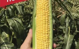 SV1446SD / СВ1446СД