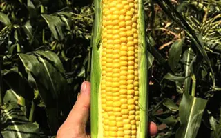 SV1446SD / СВ1446СД