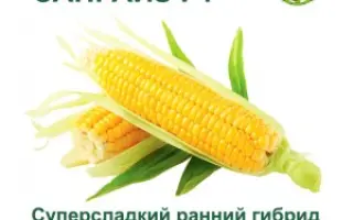 Sanrise F1 / Санрайз F1