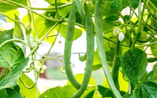 Serengeti / Серенгеті