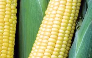 Sheba R F1 AS / Шеба F1