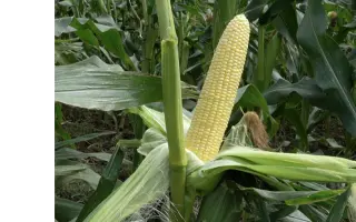 Sherbet / Шербет