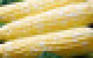 Shimmer F1 AS / Шиммер F1