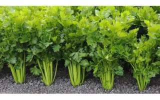 Sienna / Сієнна