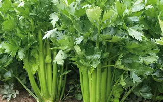 Sienna / Сієнна