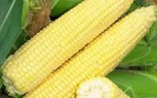 Signet F1 / Сігнет F1