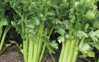 Stetham / Стетхем