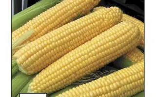 Sundance F1 / Санданс F1