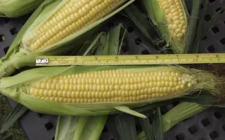 Sundance F1 / Санданс F1