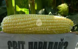 Sweet Paradise / Світ Парадайз