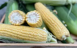 Sweet Riser F1 / Світ Райзер F1