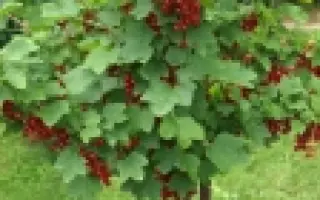 Teroma / Терома