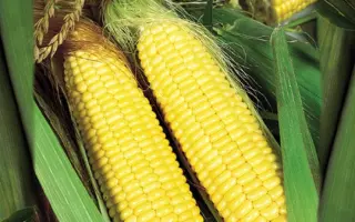 Trophy F1 / Трофи F1