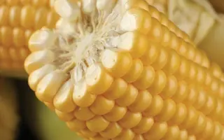 Turbine / Турбін