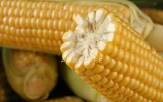 Turbine / Турбін