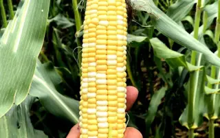 Український Біколор