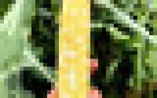 Український Біколор