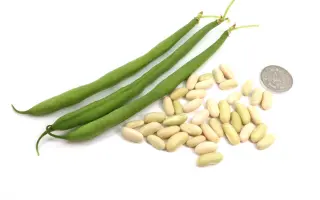 VERDIGON / ВЕРДІГОН