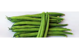 VERDIGON / ВЕРДІГОН