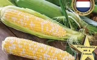 Xanadu / Ксанаду