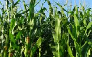 Yel Toro F1 / Єль Торо F1