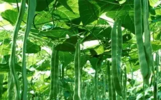 Юбилейная 250 / Ювілейна 250