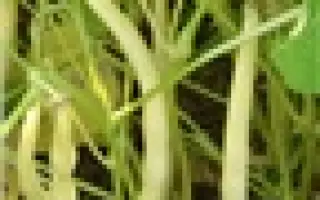 Юбилейная 287 / Ювілейна 287