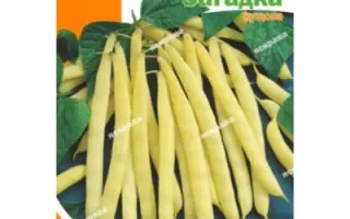 Zagadka / Загадка