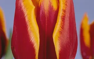 Abra Elite / Абра Элит