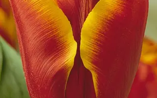 Abu Hassan / Абу Хассан