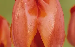 Acapulco / Акапулько