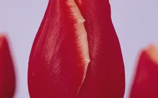 Acceber / Аццэбэр