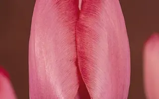 Acropolis / Акрополис