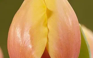 Ad Rem's Beauty / Ад Рэм'с Бюти