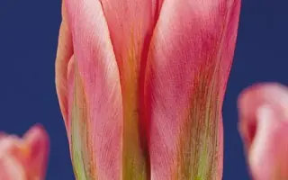 Adriaan T. Dominique / Адриаан Т. Доминик