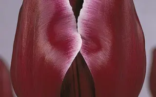 African Queen / Африкан Квин / Африканская Королева