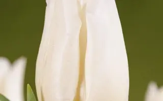 Agrass White / Аграсс Вайт