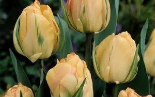 Akebono / Акэбоно