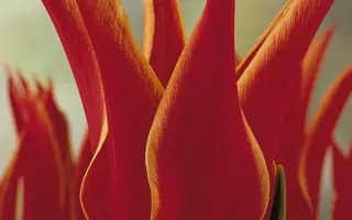 Aladdin / Аладдин