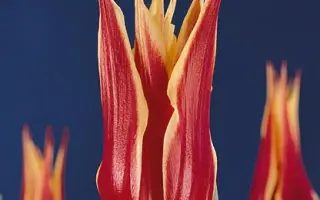 Aladdin's Record / Аладдин Рекорд