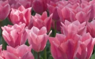 Albert Heijn / Алберт Хейн