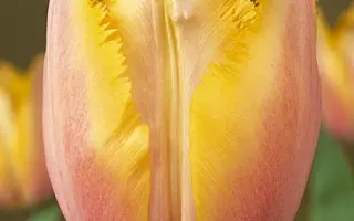 Aleppo / Алеппо