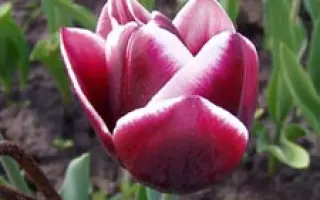 Alexander Pushkin / Александр Пушкин