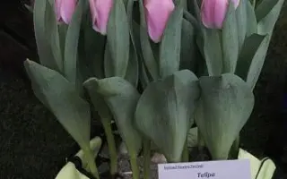 Algarve / Алгарве